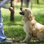 Lessons From A Dog Trainer