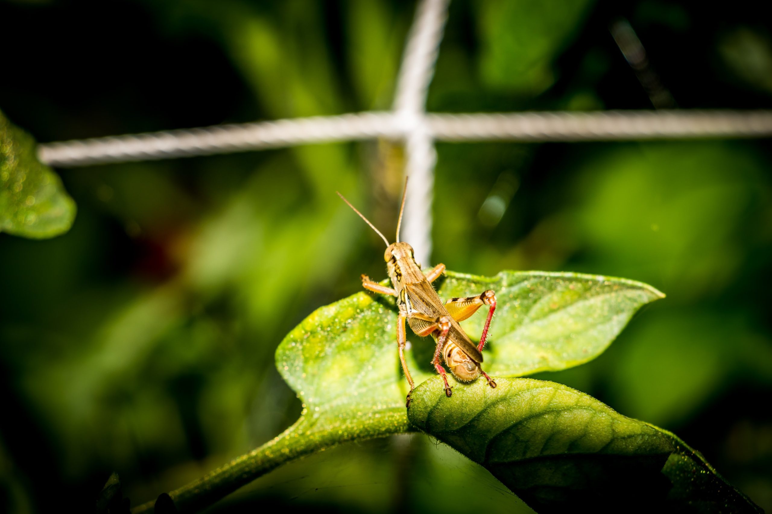 The Life of a Grasshopper